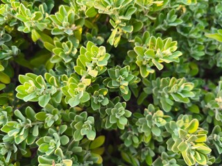 green leaves background A small bushy tree with clusters of light green leaves covered in white, exposed to the afternoon sunlight.