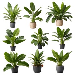 Collection of Tropical Houseplants in Pots, Isolated on White