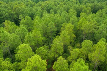 Naklejka premium Lush green pine forest canopy (2)