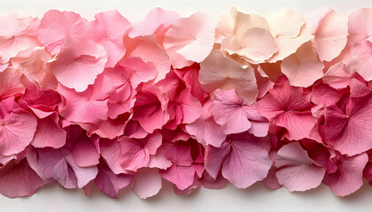 A vibrant arrangement of pink and peach flower petals layered elegantly on a white background