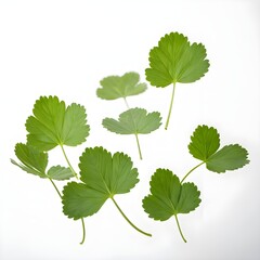Floating Strawberry Leaves