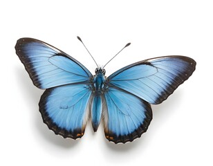 Obraz premium Blue Morpho Butterfly