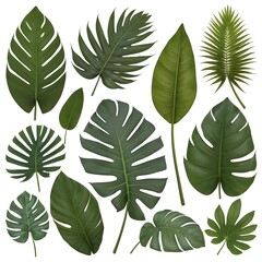 Fototapeta premium Tropical Leaves Collection Diverse Green Foliage