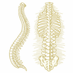 Obraz premium Illustration of Human Spine Anatomy with Side and Back View on White Background