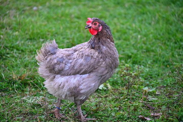 Hens on the farm. Concept for animals and agriculture.