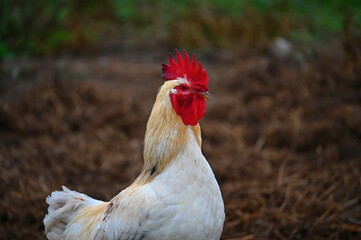 Hens on the farm. Concept for animals and agriculture.