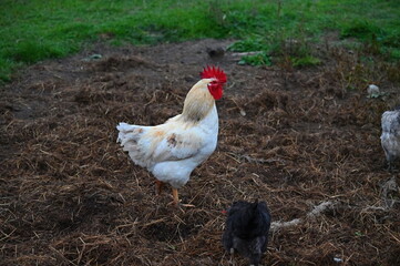 Hens on the farm. Concept for animals and agriculture.