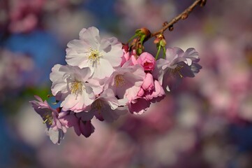 Blossom tree. Nature background. Sunny day. Spring flowers. Beautiful Orchard. Abstract blurred background. Springtime.