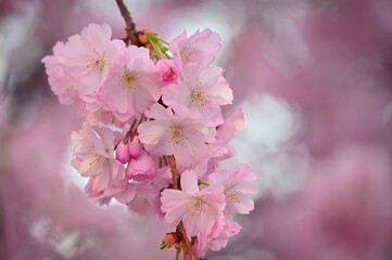 Blossom tree. Nature background. Sunny day. Spring flowers. Beautiful Orchard. Abstract blurred background. Springtime.