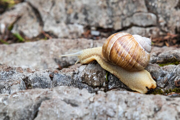 A snail on the rocks