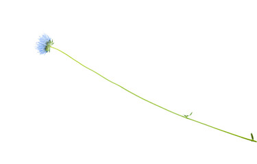 Macro Different Green with wild plant blue flower isolated on transparent background