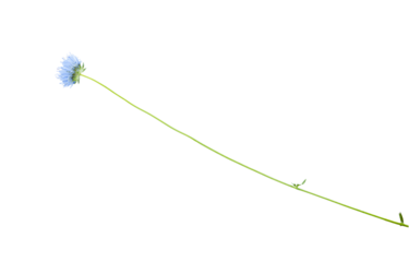 Macro Different Green with wild plant blue flower isolated on transparent background