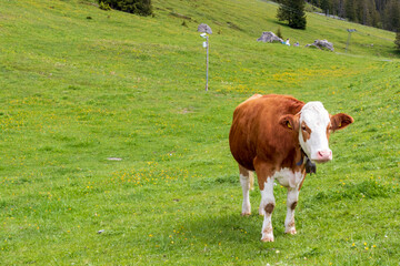 A photogenic cow