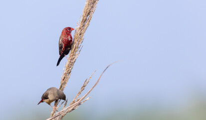 Red avadavat (Amandava amandava) bird perching on dry bushes in the forest.