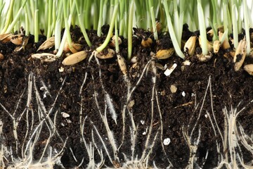 Green grass with roots in soil, closeup