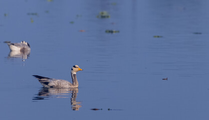 Bar-headed goose duck (Anser indicus) in the forest during inter migration.