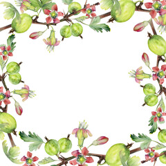 Naklejka premium Gooseberry berries leaves flower buds on thorny branch, watercolor hand drawn. Ripe garden juneberry casseille currant. Isolated square border frame illustration. Preserves cookbook, farmer calendar