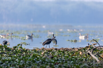 Glossy Ibis (Plegadis falcinellus) bird in searching food in wetland area.