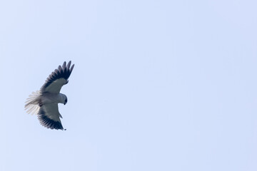 Black-shouldered kite (Elanus axillaris) flying in sky.