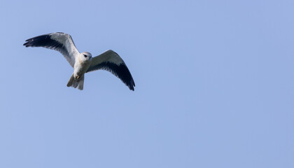 Black-shouldered kite (Elanus axillaris) flying in sky.