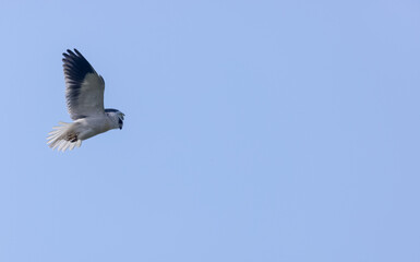 Black-shouldered kite (Elanus axillaris) flying in sky.