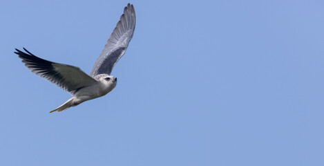 Black-shouldered kite (Elanus axillaris) flying in sky.