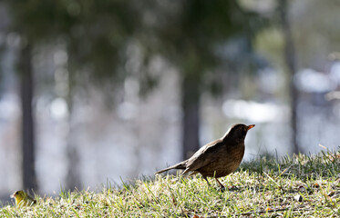 Blackbird female standing on the ground