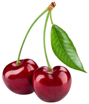 Cherry isolated png. Sour cherry with leaf on white or transparent background. Perfect retouched two cherries on branch with leaves no background.  Png cherry. Full depth of field.