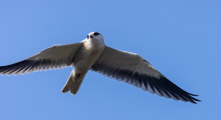 Black-shouldered kite (Elanus axillaris) flying in sky.