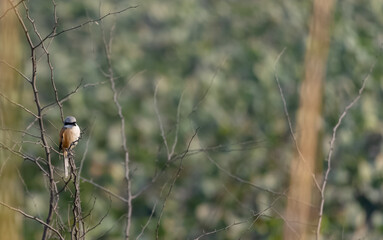 Grey shrike (Lanius excubitor) bird perching on tree branch.