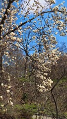 Magnolia tree covered with creamy white blossoms under a clear blue sky in early spring. This image captures elegance, renewal, and the peaceful charm of natures seasonal transformation