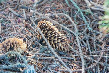 A large fir cone lies on the ground among the fallen leaves and twigs. Fir cones on the forest floor with intentional shallow depth of field and vignetting.