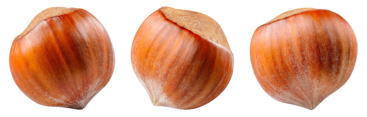 Hazelnut isolated png. Unpeeled hazelnut on white or transparent background. Perfect retouched forest filbert nut with shell no background. Transparent png collection. Full depth of field.