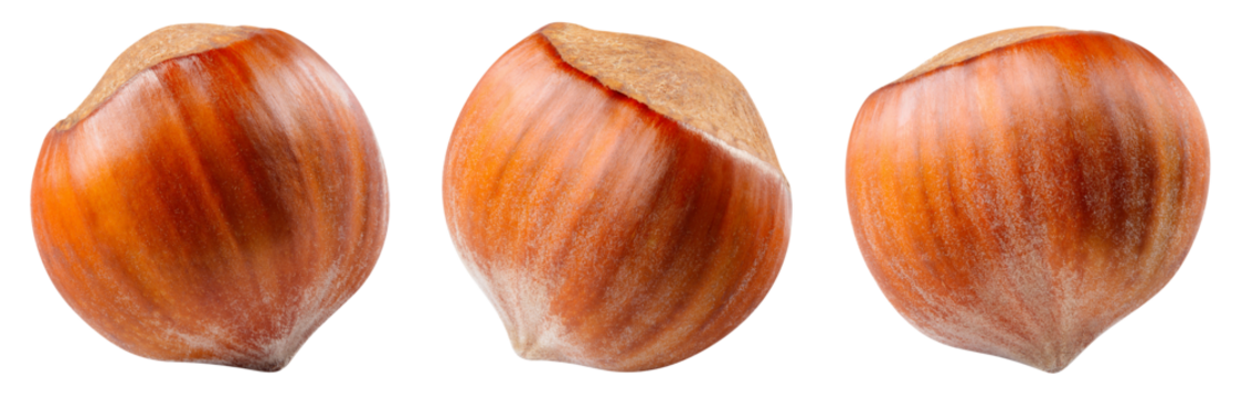 Hazelnut isolated png. Unpeeled hazelnut on white or transparent background. Perfect retouched forest filbert nut with shell no background. Transparent png collection. Full depth of field.