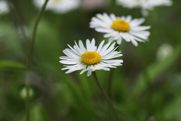 Obraz premium Spring daisies in the grass close up