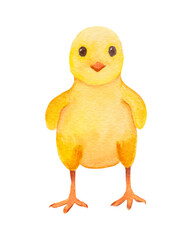 Watercolor illustration of a chick. Cute yellow bird.