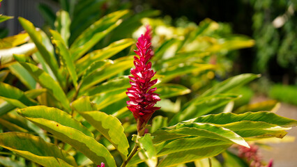 Red Ginger flowers