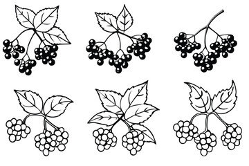elderberry line art artistic depiction for wellness brands