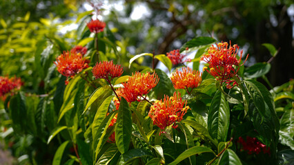 red Ixora flowers in the garden