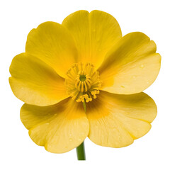Fototapeta premium Bright yellow flower with delicate petals and a vibrant green center.
