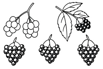 elderberry line art fresh design for eco friendly packaging