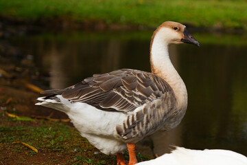 goose next to pond
