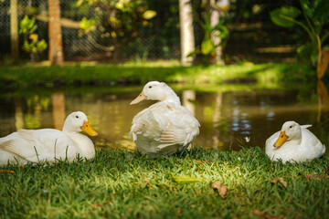 3 white ducks next to pond
