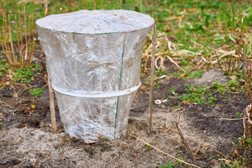 Early spring.Garden plant covered with cellophane for greenhouse effect