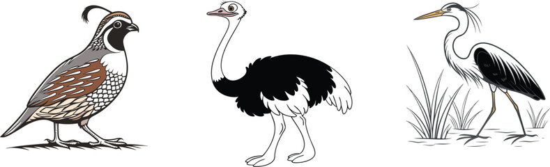 Quail, Ostrich, and Heron Bird Illustration –Unique Bird Species Artwork