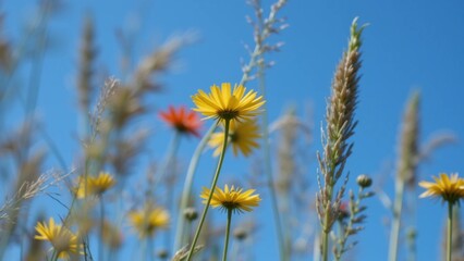 yellow flower on blue sky background