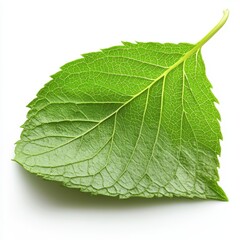 Obraz premium Close-up of a vibrant green leaf (1)