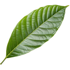 Single green tropical leaf isolated on transparent background, detailed botanical texture perfect for natural, organic, and eco-friendly design themes

