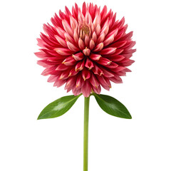 red clover flower with green leaves isolated on transparent background, detailed botanical close-up perfect for natural design