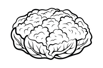 Hand Drawn Cauliflower Outline Fresh Vegetable Isolated On White Background Simple Line Art Style Culinary Herb